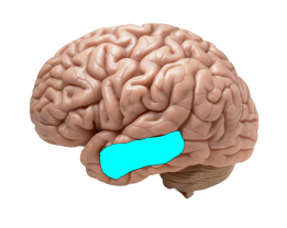 Approximate location of Brodmann Area 21, corresponding to gyrus temporalis medium. Credit: Brain template to _DJ_; Area tracing to Neuronicus