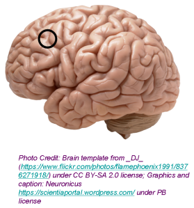 The approximate area where the stimulation took place. Note that the picture depicts the left hemisphere, whereas the low punishment judgement occured when the stimulation was mostly on the right hemisphere.