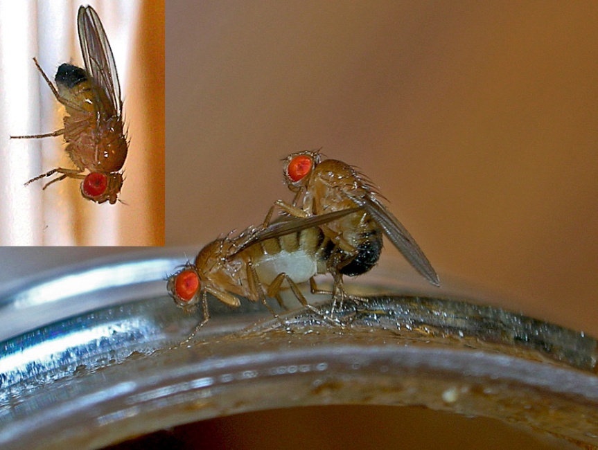 Drosophila melanogaster image illustrating sexual dimorphism and mating behavior. Credit: TheAlphaWolf (Wikimedia Commons)