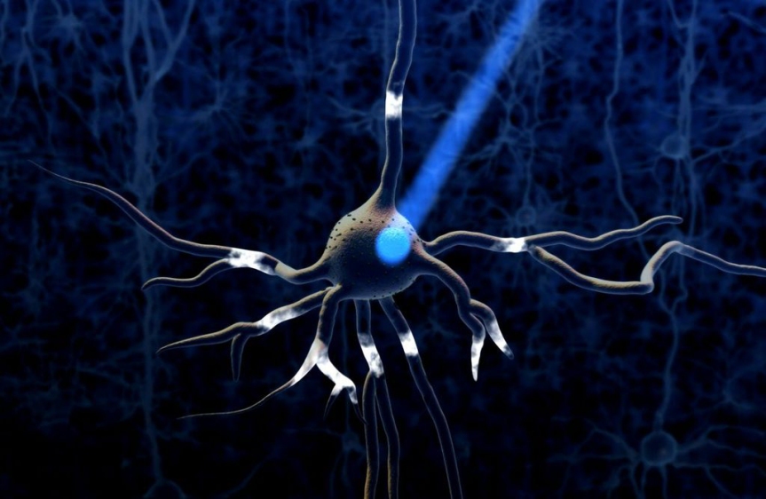 A neuron is expressing the light-gated cation channel channelrhodopsin-2 (small green shapes), and is being illuminated by a focused beam of blue light (coming from the top). The opsins have opened, depolarizing or electrically activating the cell. The pulse of electricity spreads throughout the inside of the cell (white highlights), triggering the release of neurotransmitters to downstream cells. Credit: Ed Boyden and Massachusetts Institute of Technology McGovern Institute Courtesy: National Science Foundation