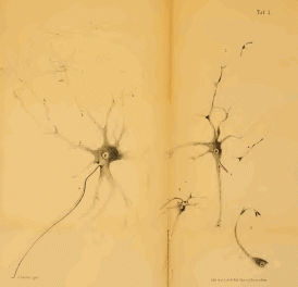 Neurons with axons and dendrites. Drawings buy Deiters (1865.)