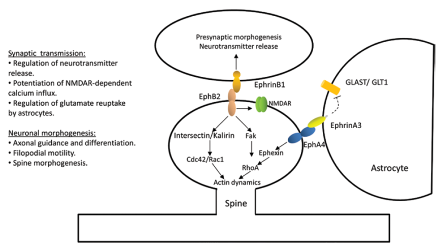 "Figure 2. Ephs and ephrins mediate molecular events that may be involved in memory formation. Evidence shows that memory formation involves alterations of presynaptic neurotransmitter release, activation of glutamate receptors, and neuronal morphogenesis. Eph receptors regulate synaptic transmission by regulating synaptic release, glutamate reuptake from the synapse (via astrocytes), and glutamate receptor conductance and trafficking. Ephs and ephrins also regulate neuronal morphogenesis of axons and dendritic spines through controlling the actin cytoskeleton structure and dynamics" (Dines & Lamprecht, 2015, p. 3).