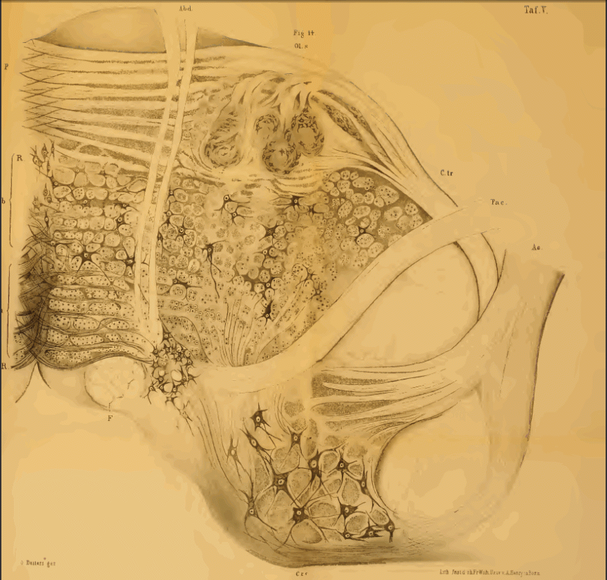 Human medulla oblongata sectioned at the level of the olivary nuclei. Drawing by Deiters (1965). Original caption: Fig. 15. Durchschnitt der medulla oblongata des Menschen in der Höhe der Olive (OL). R.R Raphe, Hyi). Nervus hypoglossus. Vag. Nervus vagus, deren Kerne in V und H liegen, aber in der Zeichnung nicht feiner ausgeführt sind. Den Haupttlißil der Figur nimmt die Formatio reticularis ein mit ihren zerstreuten Ganglienzellen, und die Olive mit den zu ihr hinzutretenden Fasern des Stratum zonale; C.c crura cerebelli ad medullam oblongatam; P Pyramidenstrang.