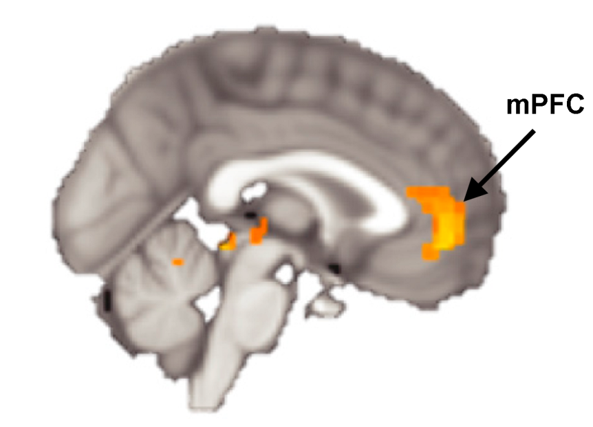 The plasticity in medial prefrontal cortex (mPFC) underlies the changes in self preferences to match another's through learning. Modified from Fig. 2B from Garvert et al. (2015)