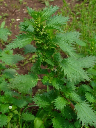 Urtica Urens (the small nettle). Photo by H. Zell, released under CC BY-SA 3.0. Courtesy of Wikipedia.