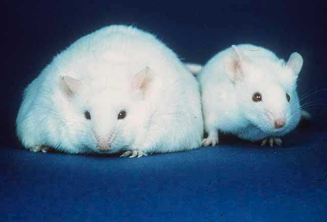 A comparison of a mouse unable to produce leptin thus resulting in obesity (left) and a normal mouse (right). Courtesy of Wikipedia. License: PD