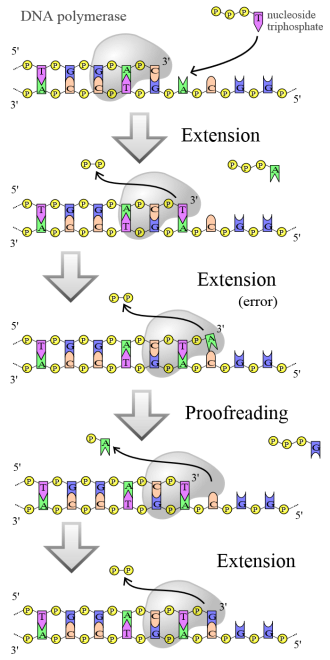 Diagram of DNA polymerase extending a DNA strand and proof-reading. License: PD. Credit: Madeleine Price Ball