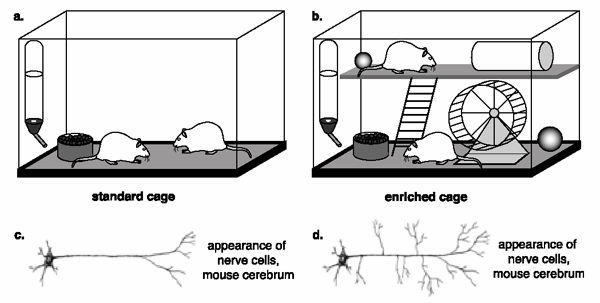 Mice raised in an impoverished environment (a) show less dendrite growth (c) than do mice raised in an enriched environment (b, d). Copyright: BSCS.