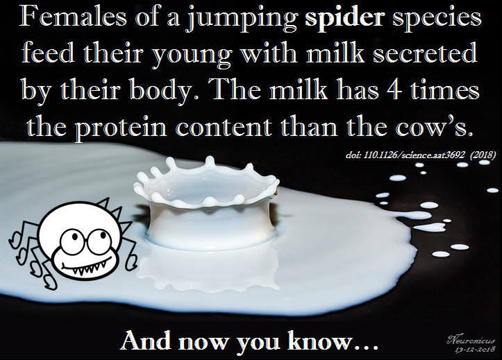 148 spider milk - Copy